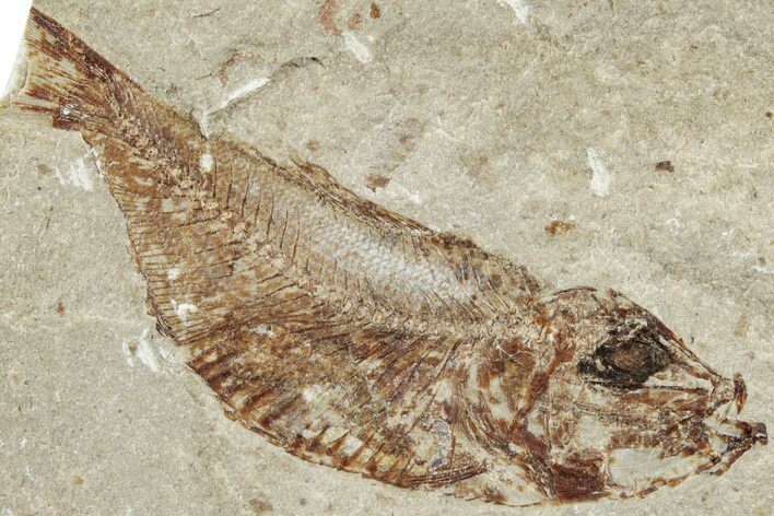Cretaceous Fossil Fish (Armigatus) - Lebanon #238344